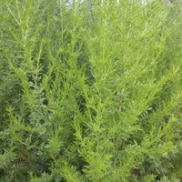 Artemesia