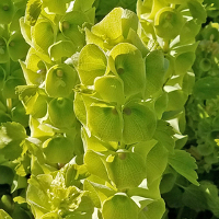 Moluccella/Bells of Ireland