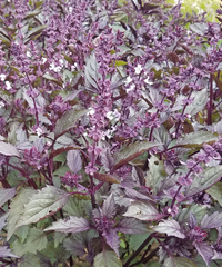 Aromatto (Basil)