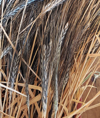 Black Eagle Wheat