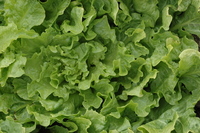 Blonde Full-Hearted (Endive & Escarole)