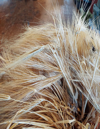Burbank Hulless Barley