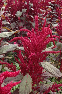 Burgundy (Amaranth)