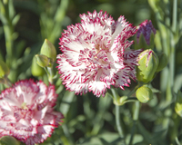 Chabaud Benigna (Dianthus)