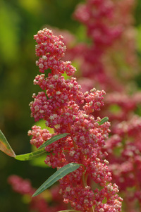 Cherry Vanilla (Quinoa)