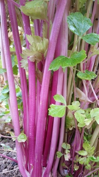 Chinese Pink (Celery)