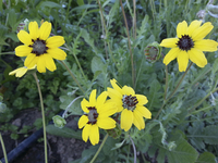 Chocolate Flower (Berlanderia/Chocolate Flower)