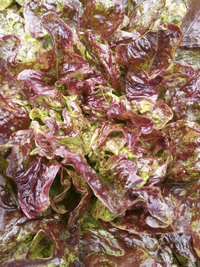 Fine Speckled Oak (Lettuce)