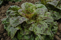 Flashy Butter Gem (Lettuce)