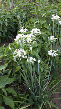 Garlic Chives (Garlic Chives)