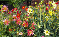 Giant Hybrid Mix (Dahlia)