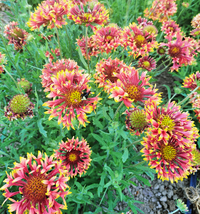 Gold Star Ruby Tubes (Gaillardia/Blanket Flower)