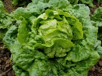 Irene Green Gem (Lettuce)