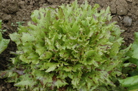 Jester (Lettuce)