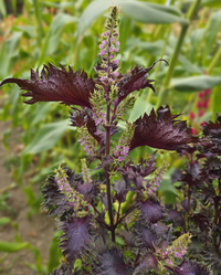 Katy's Red Japanese Shiso (Perilla/Shiso)