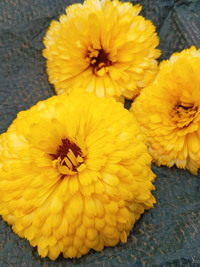 Lemon Butter Mix Calendula