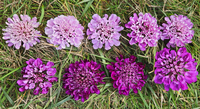 Lilac Bicolor Mix (Scabiosa)