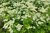 Magic Single (Matricaria)