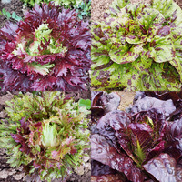 Morton's Secret Lettuce Mix 2026 Lettuce