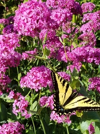 Orientalis (Silene/Campion)