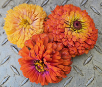 Oscillator Mix Zinnia