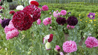Perky Peony Poppy Mix (Poppy)
