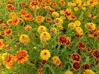Persian Carpet (Zinnia)