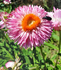 Polka Pink Helichrysum