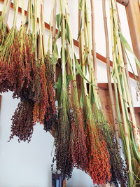 Rainbow Broomcorn