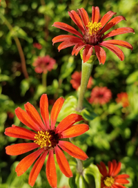Red Spider (Zinnia)