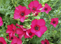 Scarlet Flax (Flax)