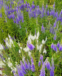 Summer Skies Mix Veronica