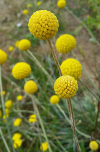 Sun Ball (Craspedia)