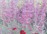 Sunset Hyssop (Agastache)