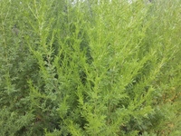 Sweet Annie (Artemesia)