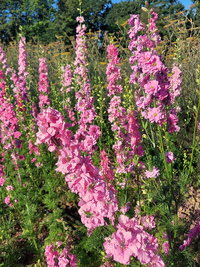 Tall Pink (Larkspur)