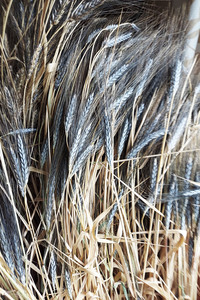 Utrecht Blue Wheat